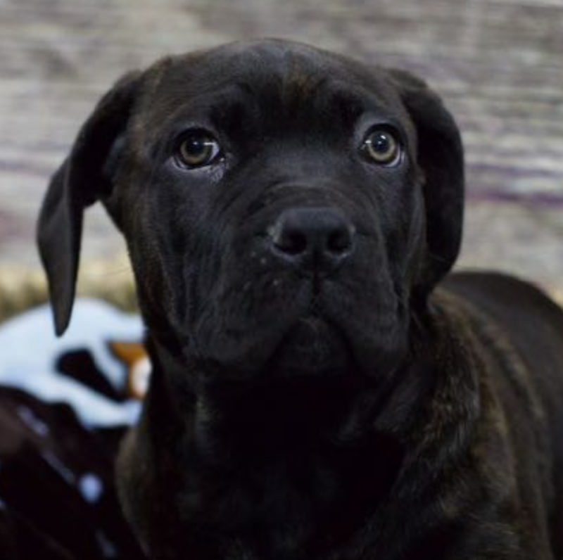 Cane Corso DOG Male Brindle 5316