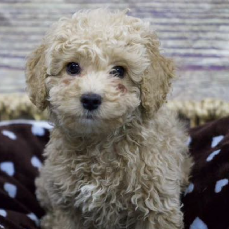 Cockapoo DOG Male Apricot 5320