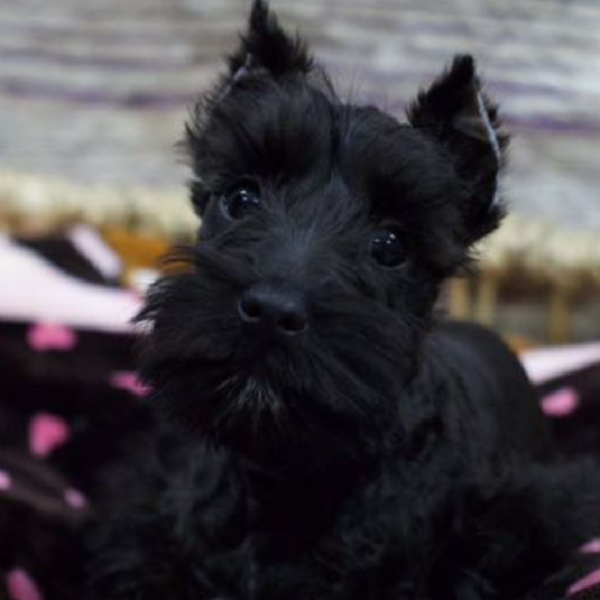 Mini Schnauzer-DOG-Female-Black-5319-Petland Woodlands, TX