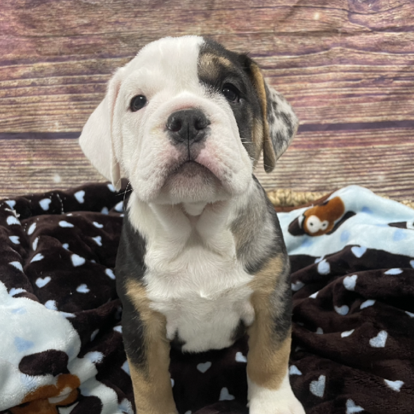 Beabull 2nd Gen-DOG-Male-Blk Tn  & Wh,Mrl Mkgs-5331-Petland Woodlands, TX