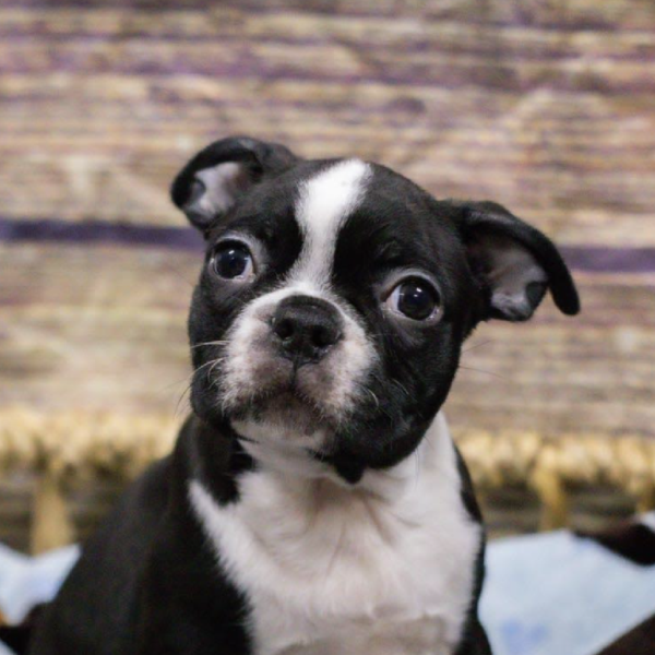 Boston Terrier-DOG-Male-Blk & Wh-5336-Petland Woodlands, TX