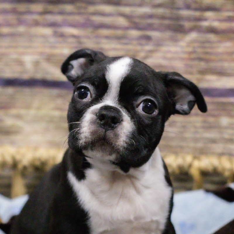 Boston Terrier DOG Male Blk & Wh 5336