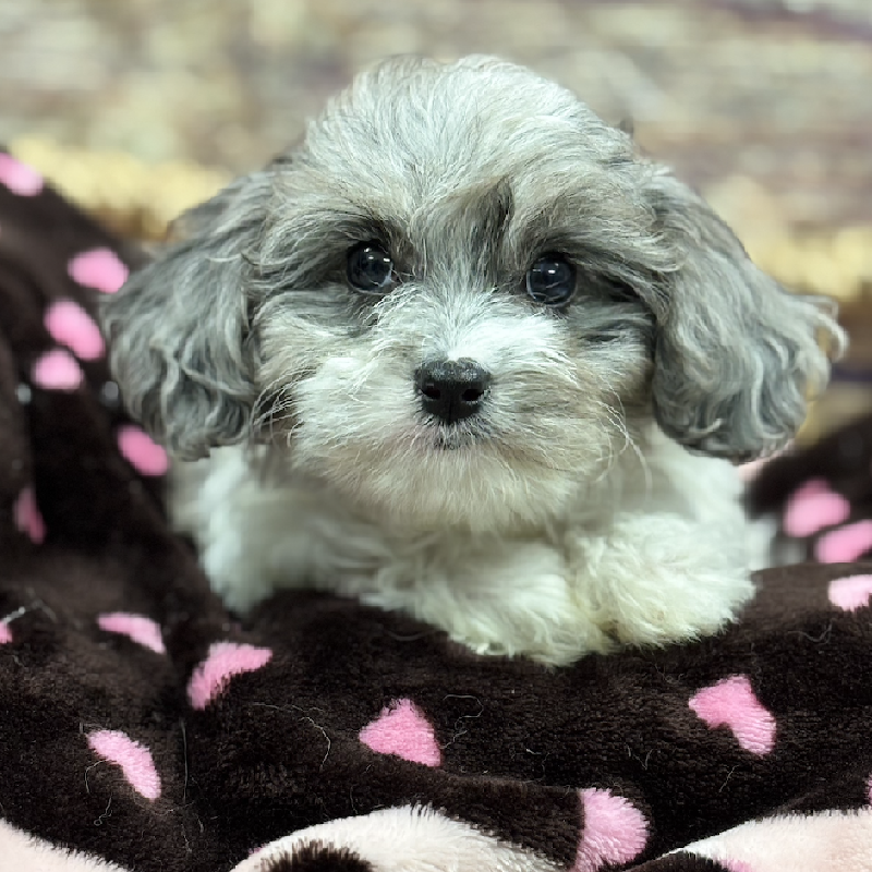 Cavapoo DOG Female Bl Mrl , Wh Mkgs 5334