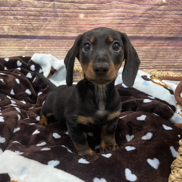 Dachshund-DOG-Male-Black and Tan-5321-Petland Woodlands, TX