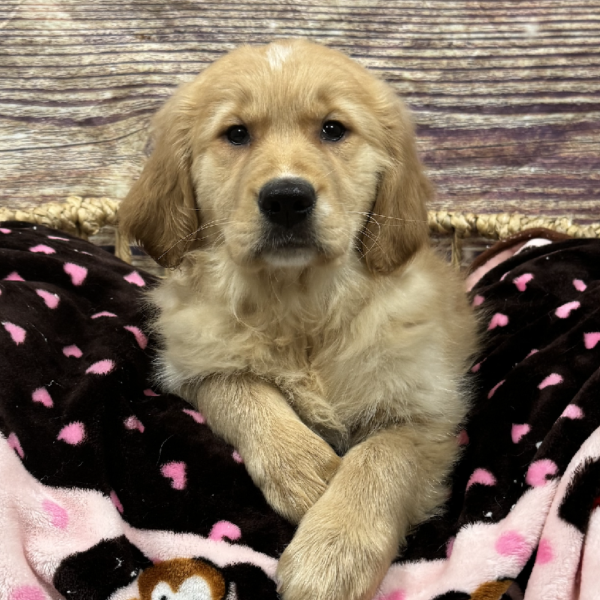Golden Retriever-DOG-Female-Lt Gldn-5326-Petland Woodlands, TX