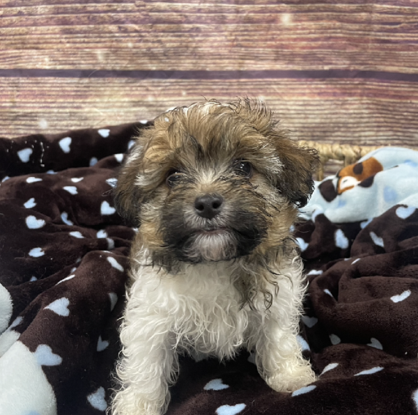 Havanese-DOG-Male-Fawn Sable-5323-Petland Woodlands, TX