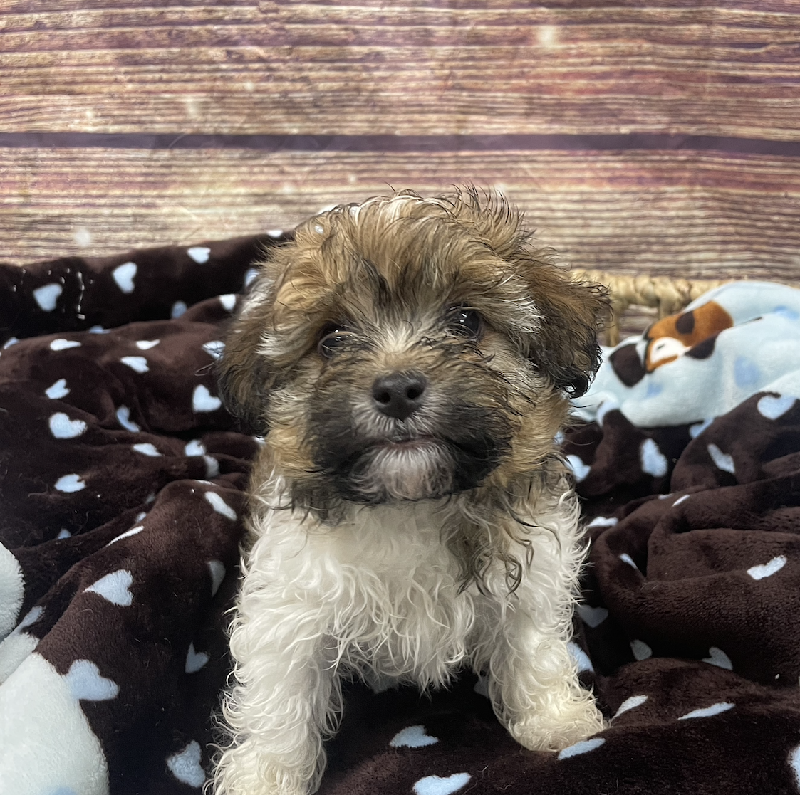 Havanese DOG Male Fawn Sable 5323