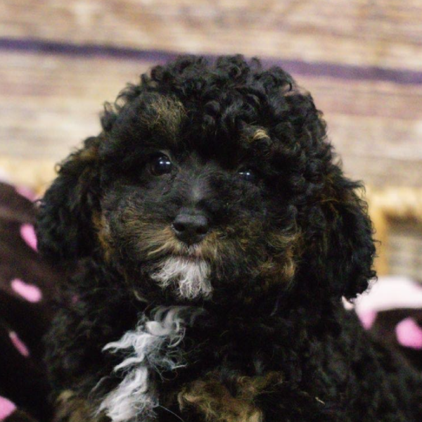 Mini Poodle-Bernedoodle-DOG-Female-Blk-5324-Petland Woodlands, TX