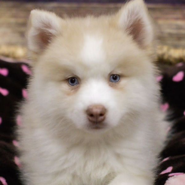 Pomsky-DOG-Female-Tn , Wh Mkgs-5329-Petland Woodlands, TX