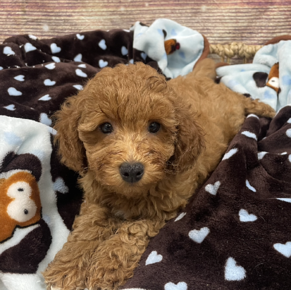 Poodle DOG Male Rd 5327 Petland Woodlands, TX