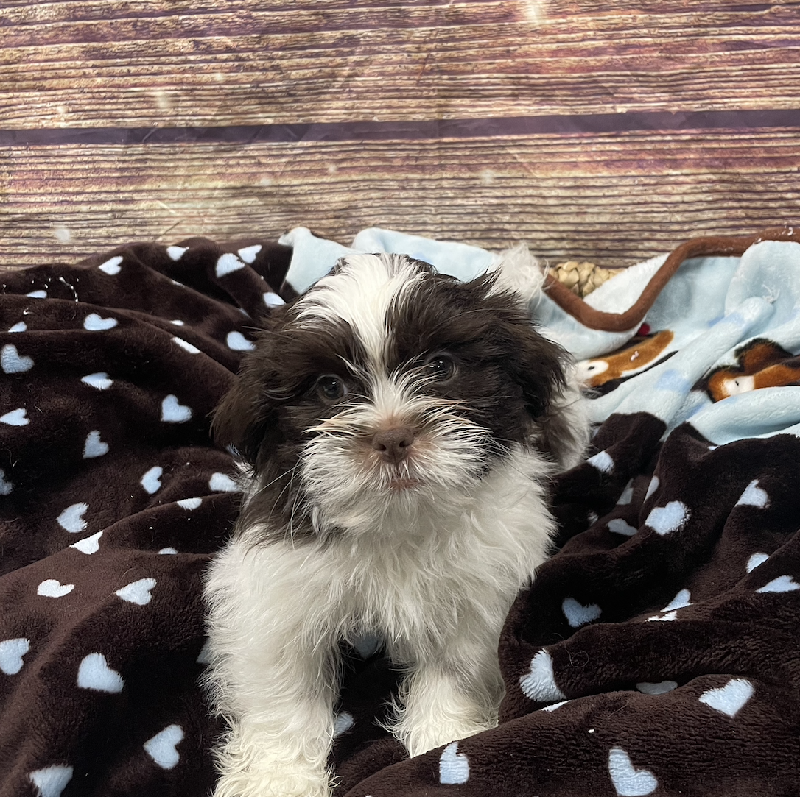 Shih Tzu DOG Male Liver and White 5322