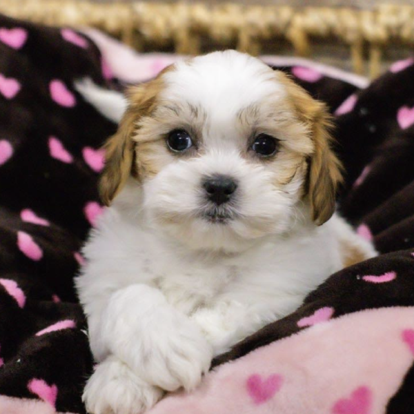 Teddy Bear-DOG-Female-Br & Wh,Blk Trm-5335-Petland Woodlands, TX