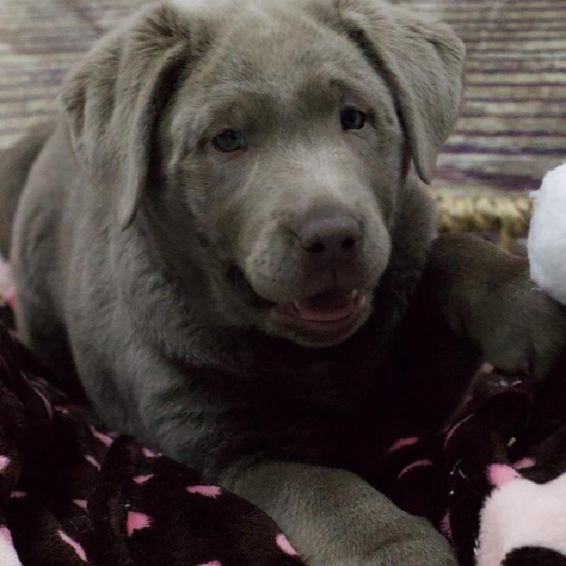 Labrador Retriever DOG Female Slvr 5341
