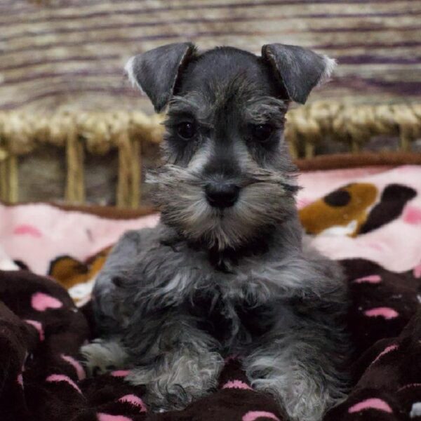 Mini Schnauzer-DOG-Female-Blk & Slvr-5346-Petland Woodlands, TX