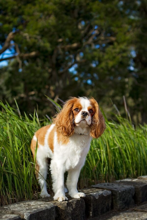 Cavalier King Charles Spaniel