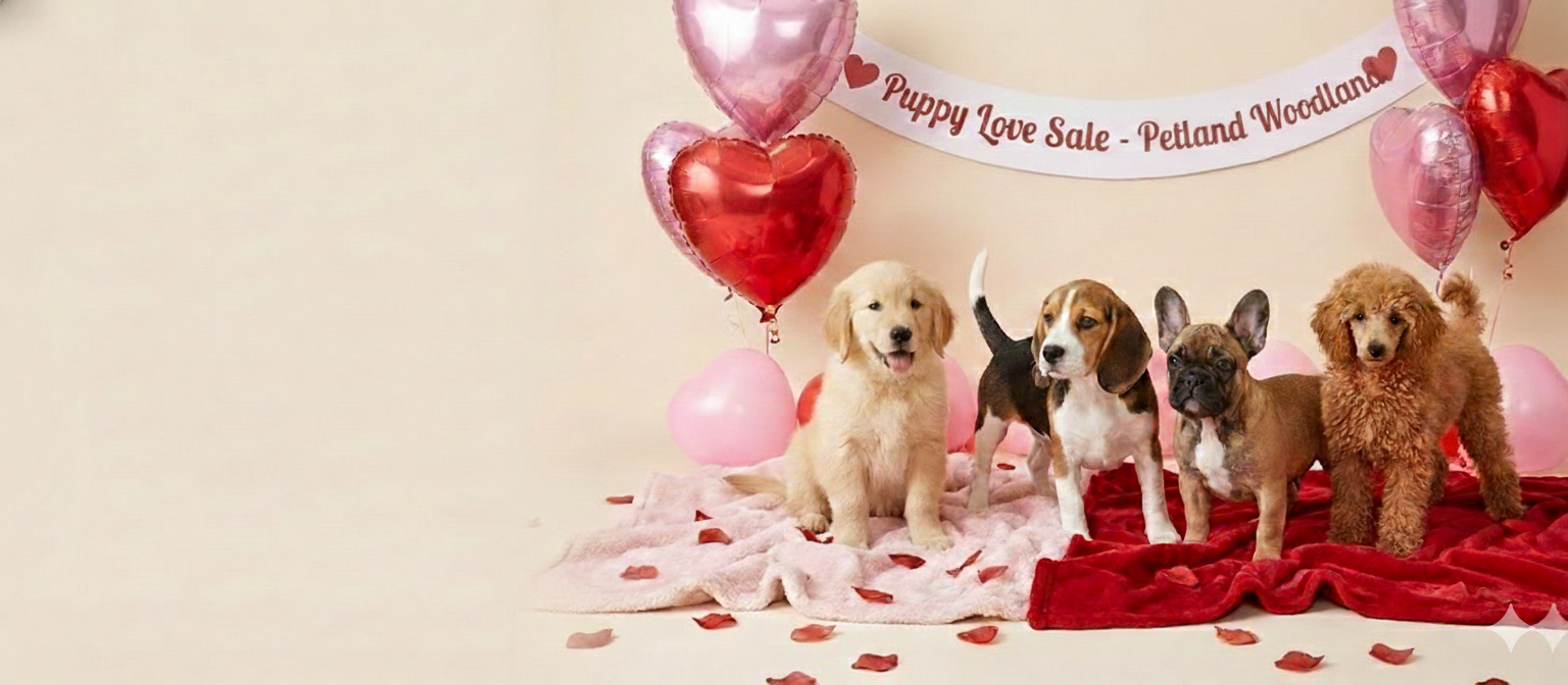 Fall in love this Valentine’s Day. banner