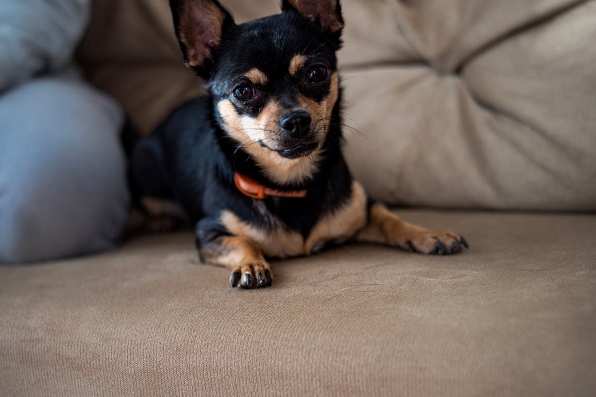 Small Dogs, Big Hearts: Best Puppy Breeds for Apartment Living