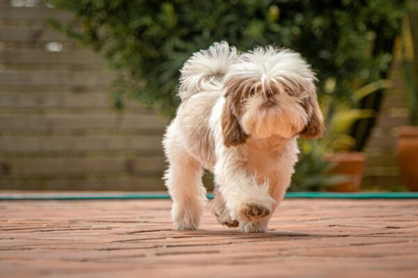 best small dog breeds for apartment living