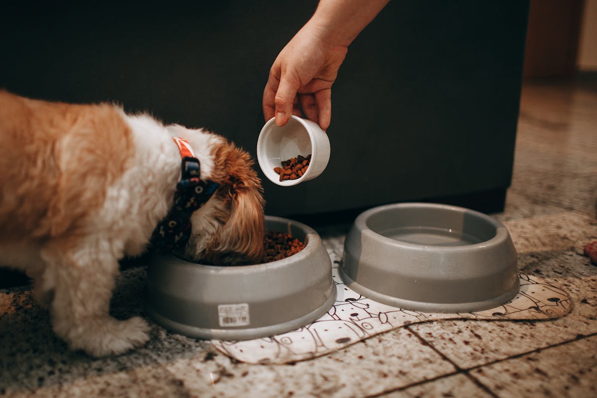 How Much Should a Puppy Eat Each Day?
