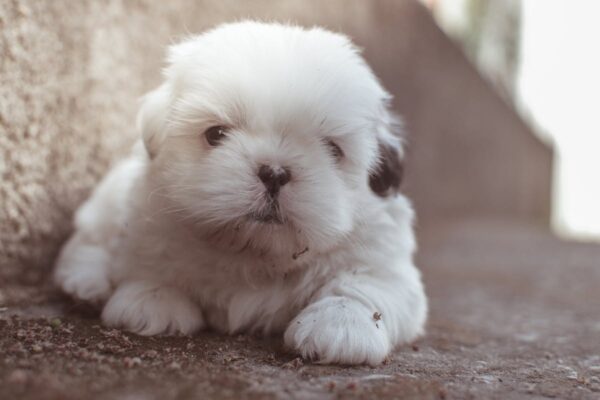 Common Puppy Illnesses and When to Visit the Vet