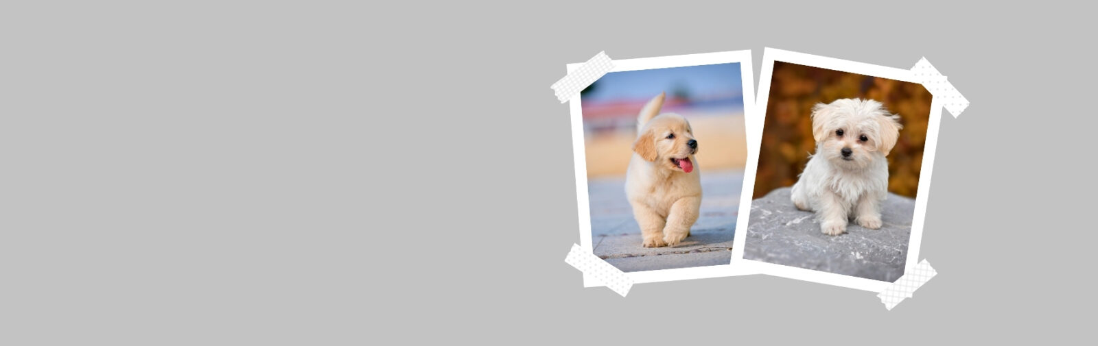 Bring Home Your Perfect Puppy