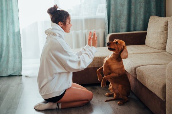 How to Train Your Dog to Stay Home Alone