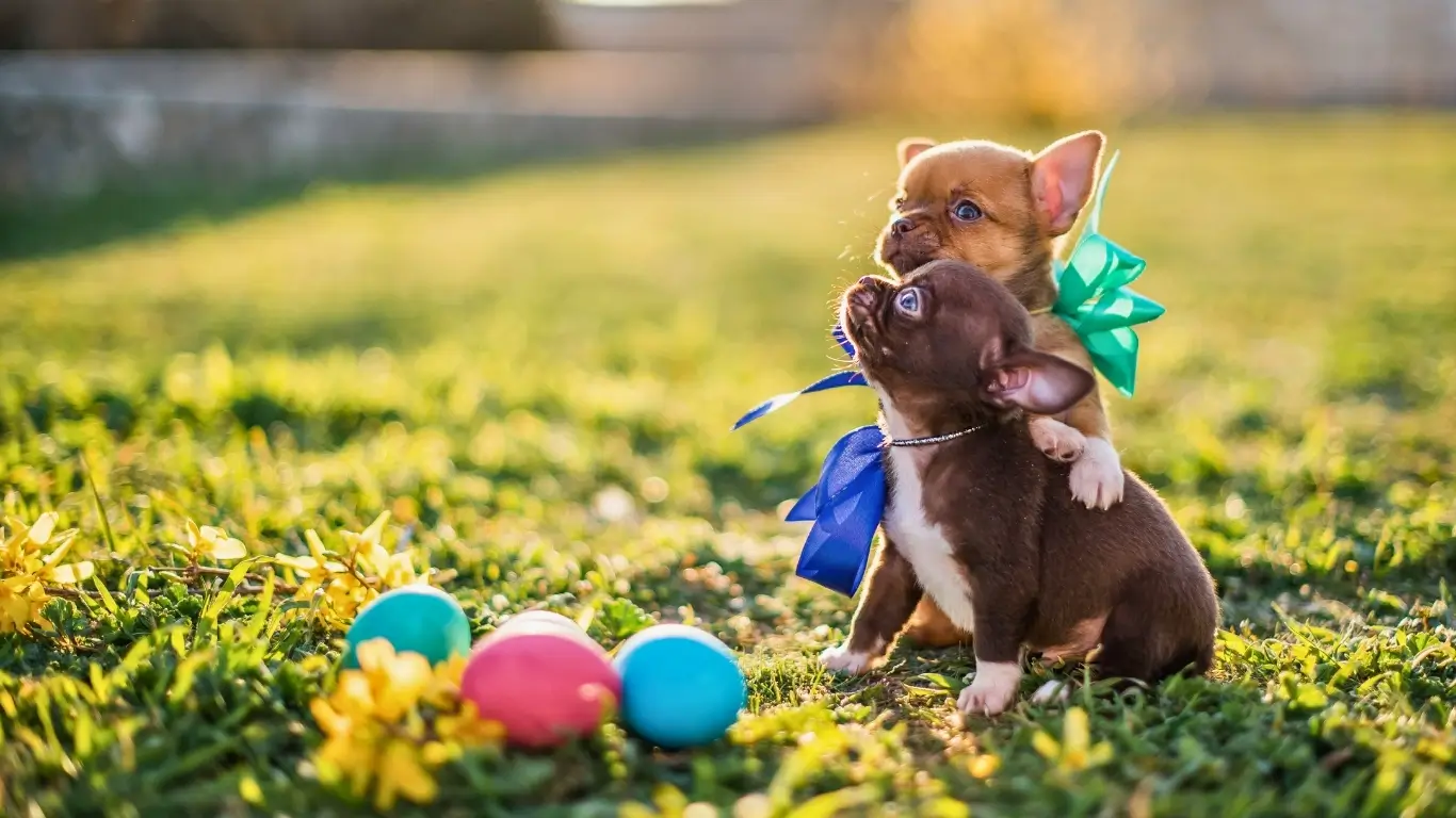 Save big on pups—ends April 5 banner