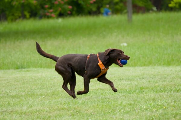 brain games for high-energy dogs