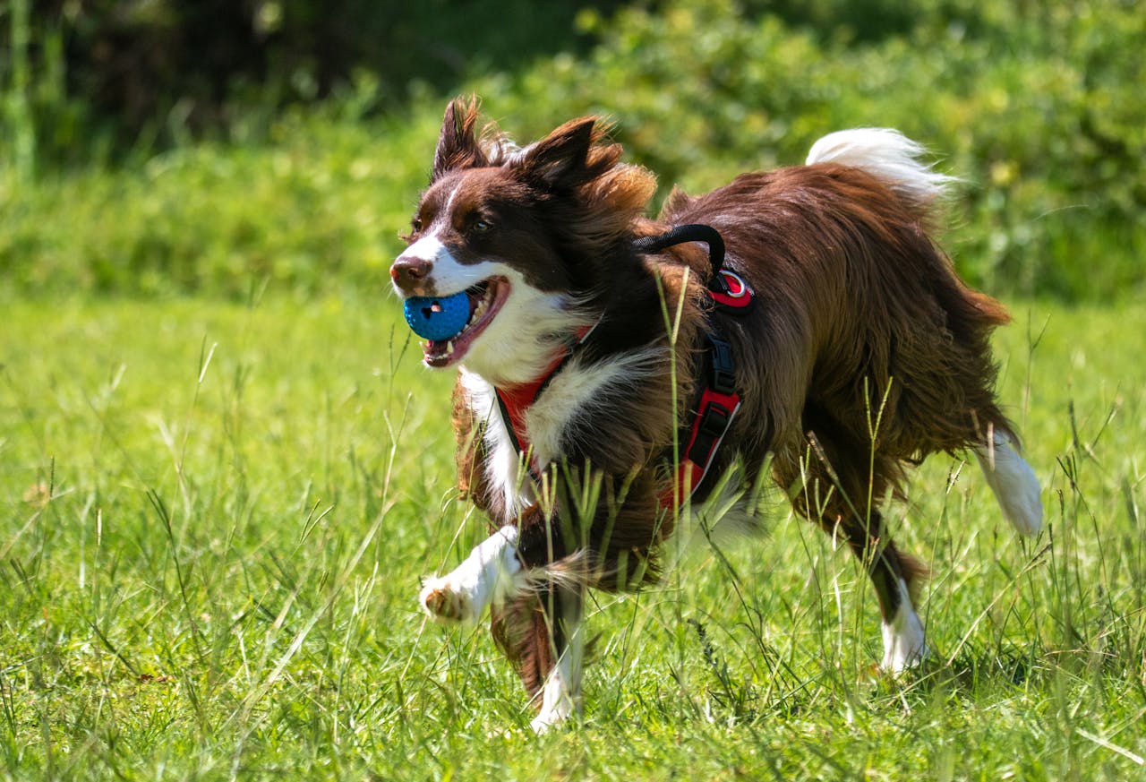 Top Brain Games for High-Energy Dogs
