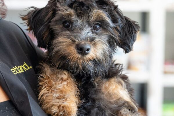 Myth Busting: Why Petland is a Good Choice When Bringing a Puppy Home