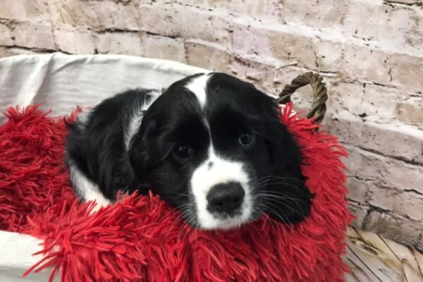 New Puppy Checklist: Everything You Need Before Day One