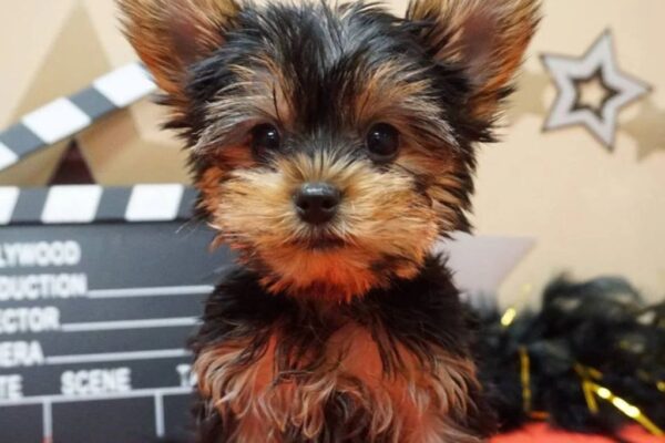 The Puppy Summer Camp Yearbook