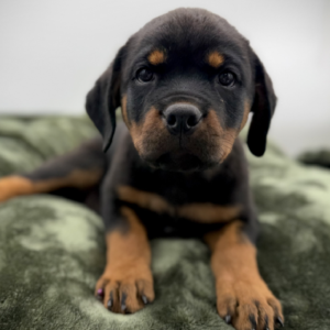 Petland Woodlands, TX Rottweiler puppy available