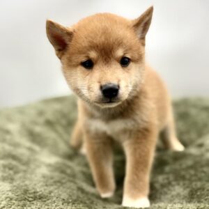Petland Woodlands, TX Shiba Inu puppy available
