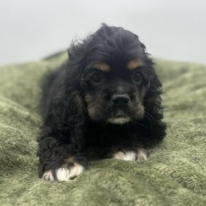 Cocker Spaniel – 6921