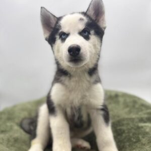 Petland Woodlands, TX Siberian Husky puppy available