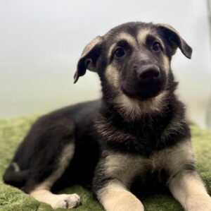 Petland Woodlands, TX German Shepherd puppy available