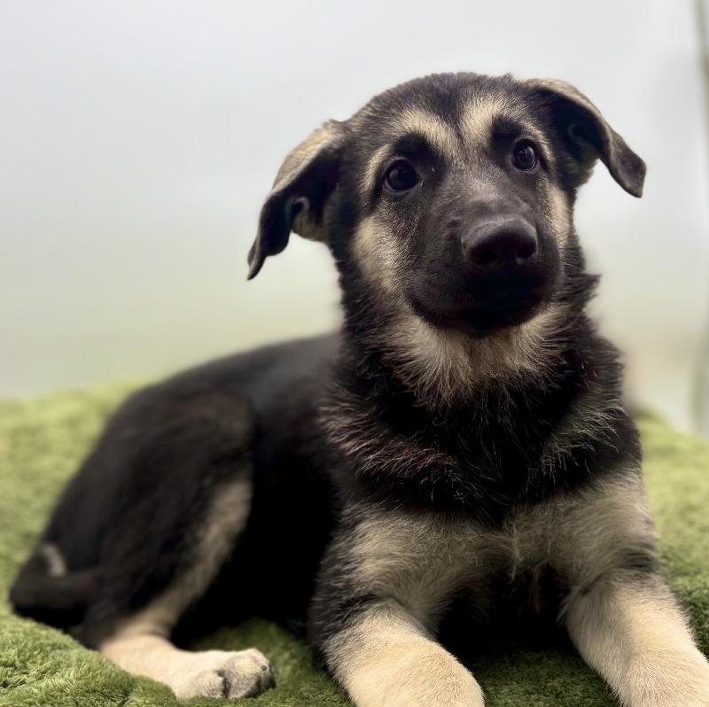 German Shepherd in Conroe, TX