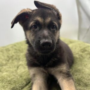 Petland Woodlands, TX German Shepherd puppy available