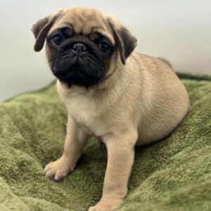 Petland Woodlands, TX Pug puppy available