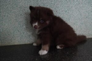 Petland Woodlands, TX Pomsky puppy available