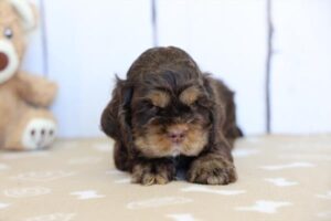 Petland Woodlands, TX Cocker Spaniel puppy available