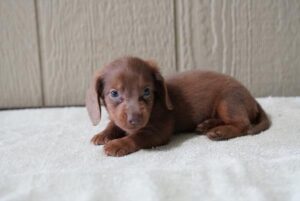 Petland Woodlands, TX Dachshund puppy available