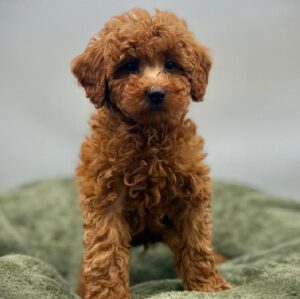 Poodle – 7022