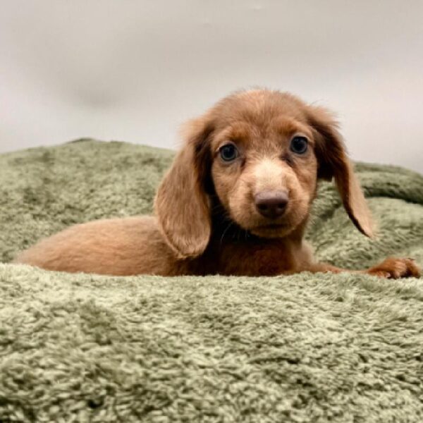 [#7017] Chocolate Male Dachshund DOG