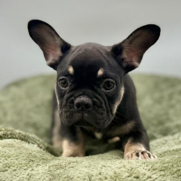 [#7020] Black / Tan Male French Bulldog DOG