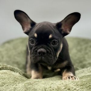 Petland Woodlands, TX French Bulldog puppy available