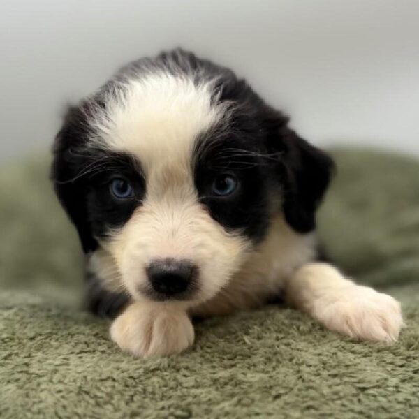 [#7036] Black Female Miniature Australian Shepherd DOG