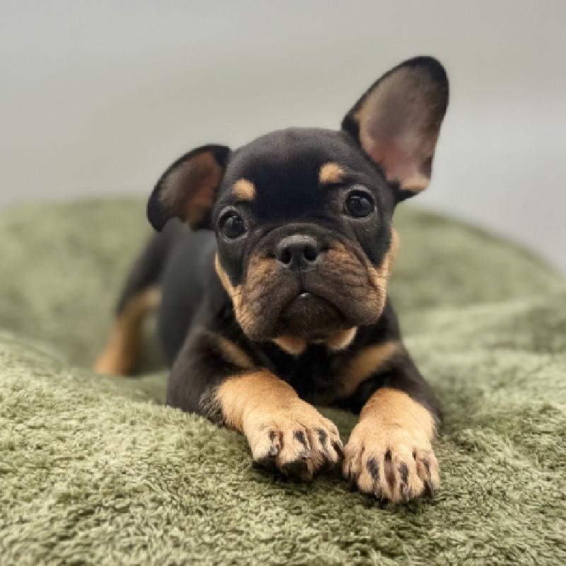 French Bulldog in Montgomery, TX