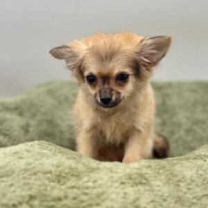 Petland Woodlands, TX Chihuahua puppy available